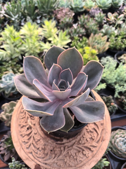 Echeveria perle von Nürnberg