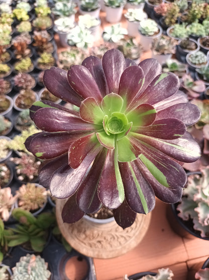 Aeonium Big Bang