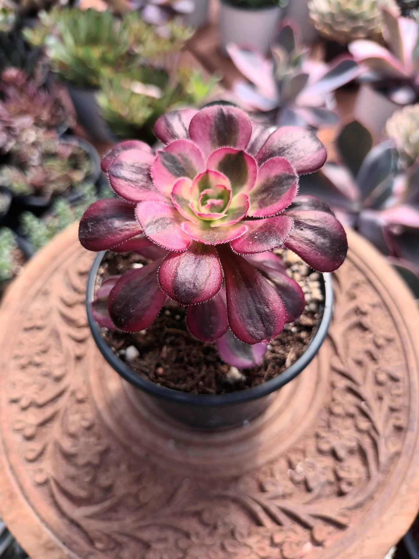 Aeonium chanel