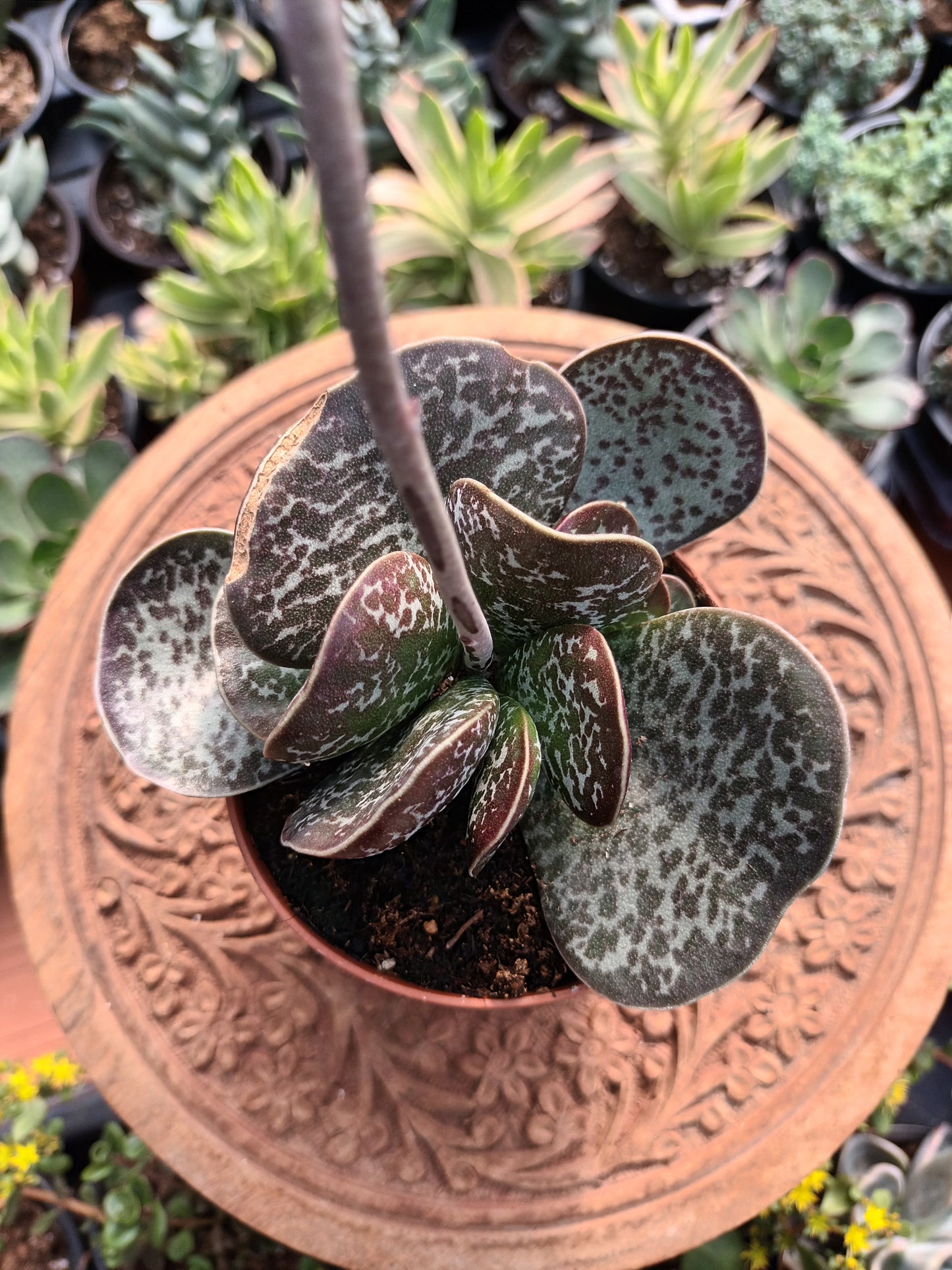 Adromischus maculatus