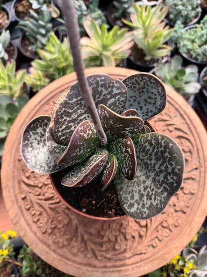 Adromischus maculatus