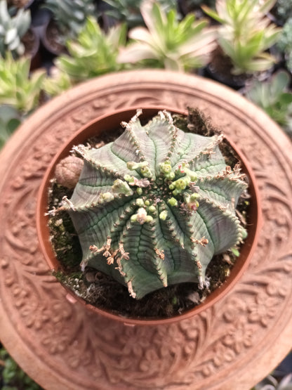 Euphorbia obesa