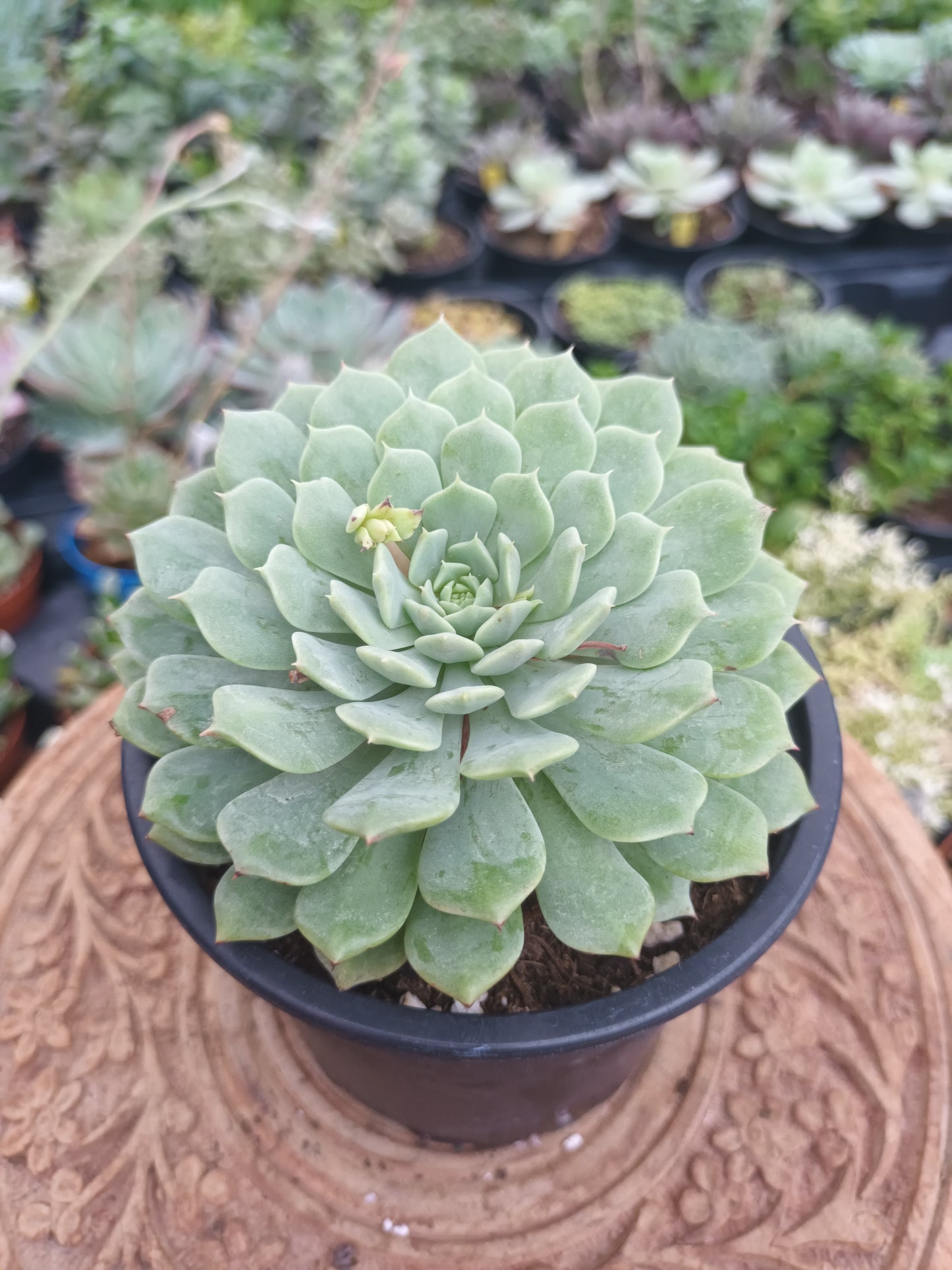 Echeveria pinwheel