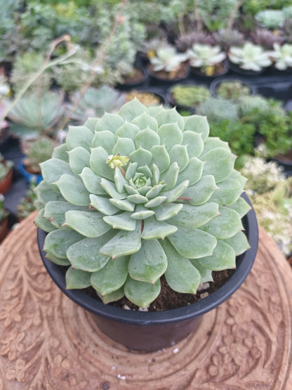 Echeveria pinwheel