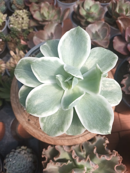 Echeveria lemon rose variegata