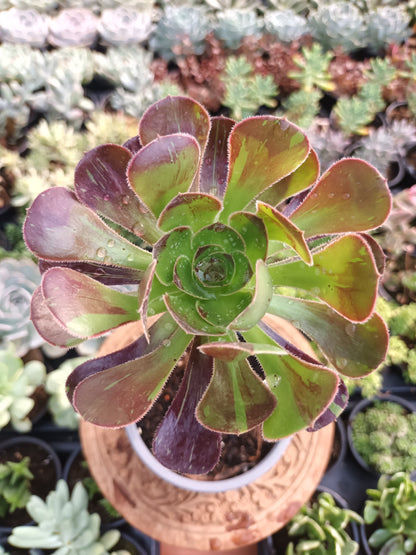 Aeonium Big Bang