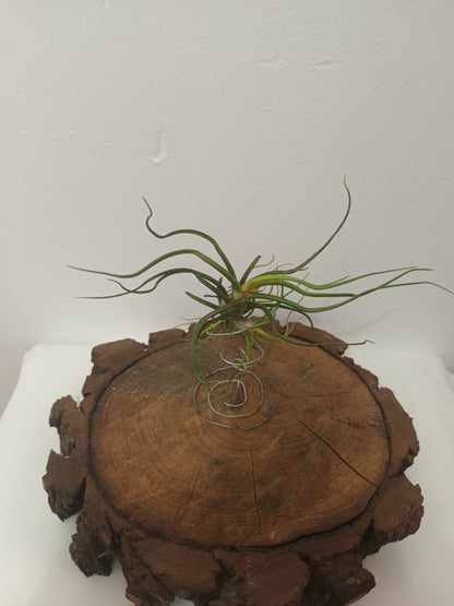 Tillandsia bulbosa - M con hijos