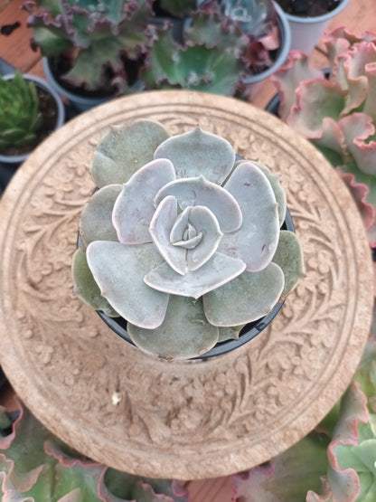 Echeveria pollux