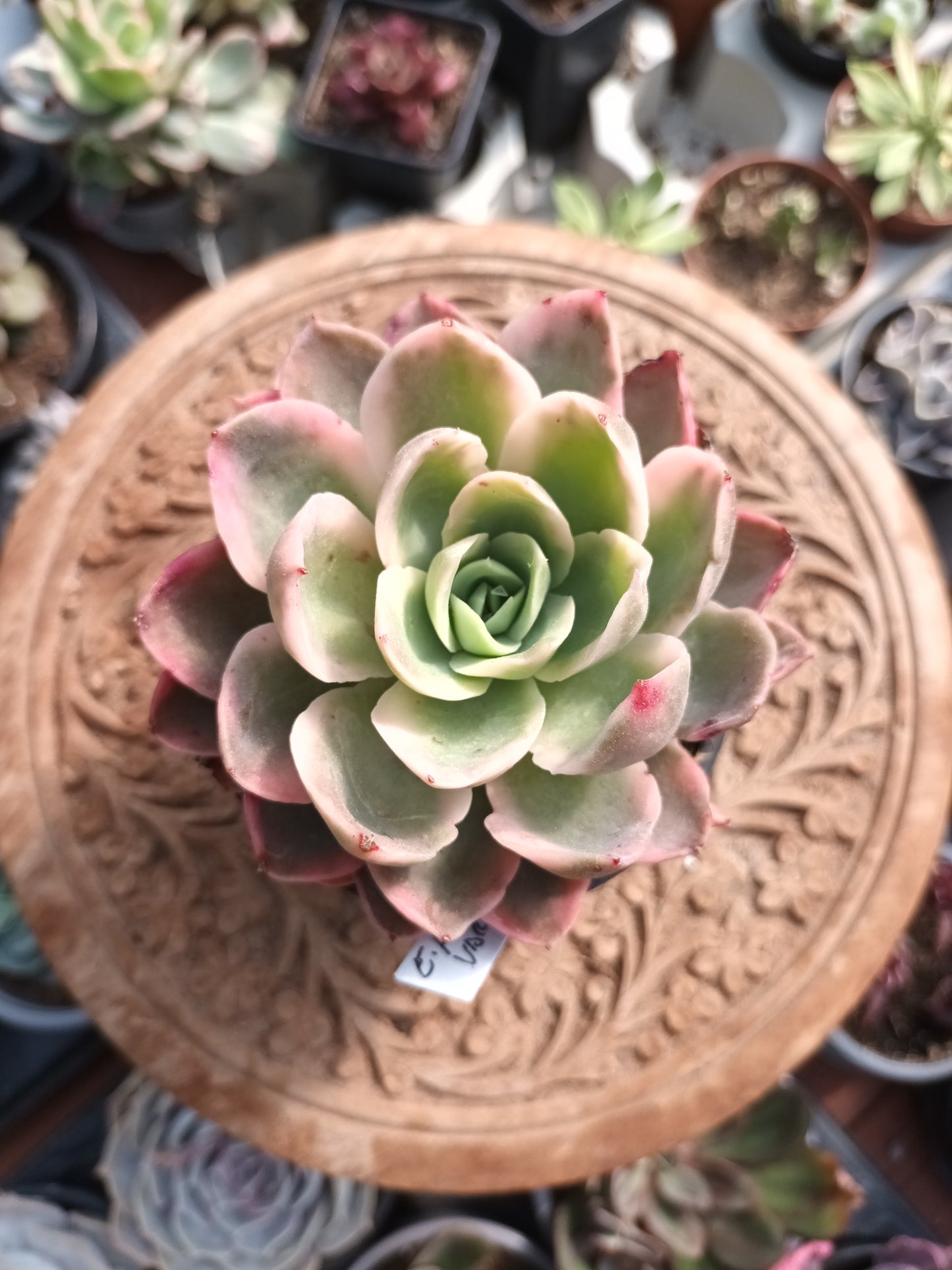 Echeveria 'Pink Vera' variegata