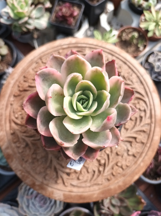 Echeveria 'Pink Vera' variegata
