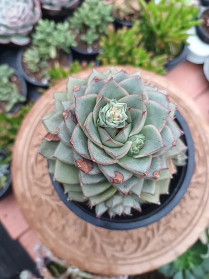 Echeveria Purposum Green Gilva