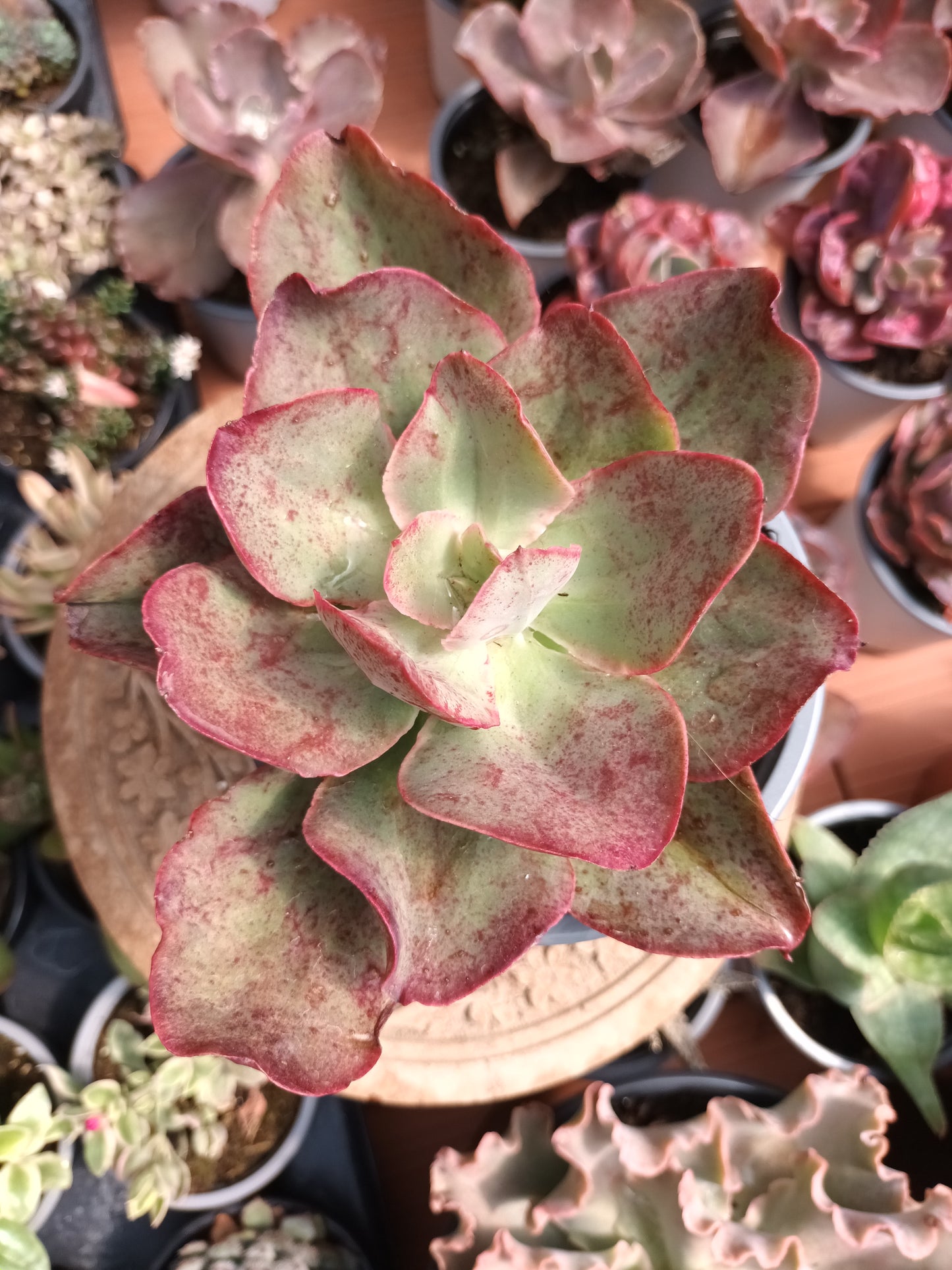 Echeveria Kissing