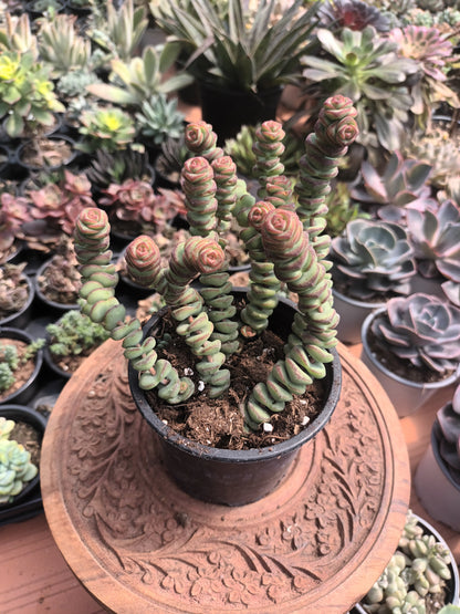 Crassula Marmeriana