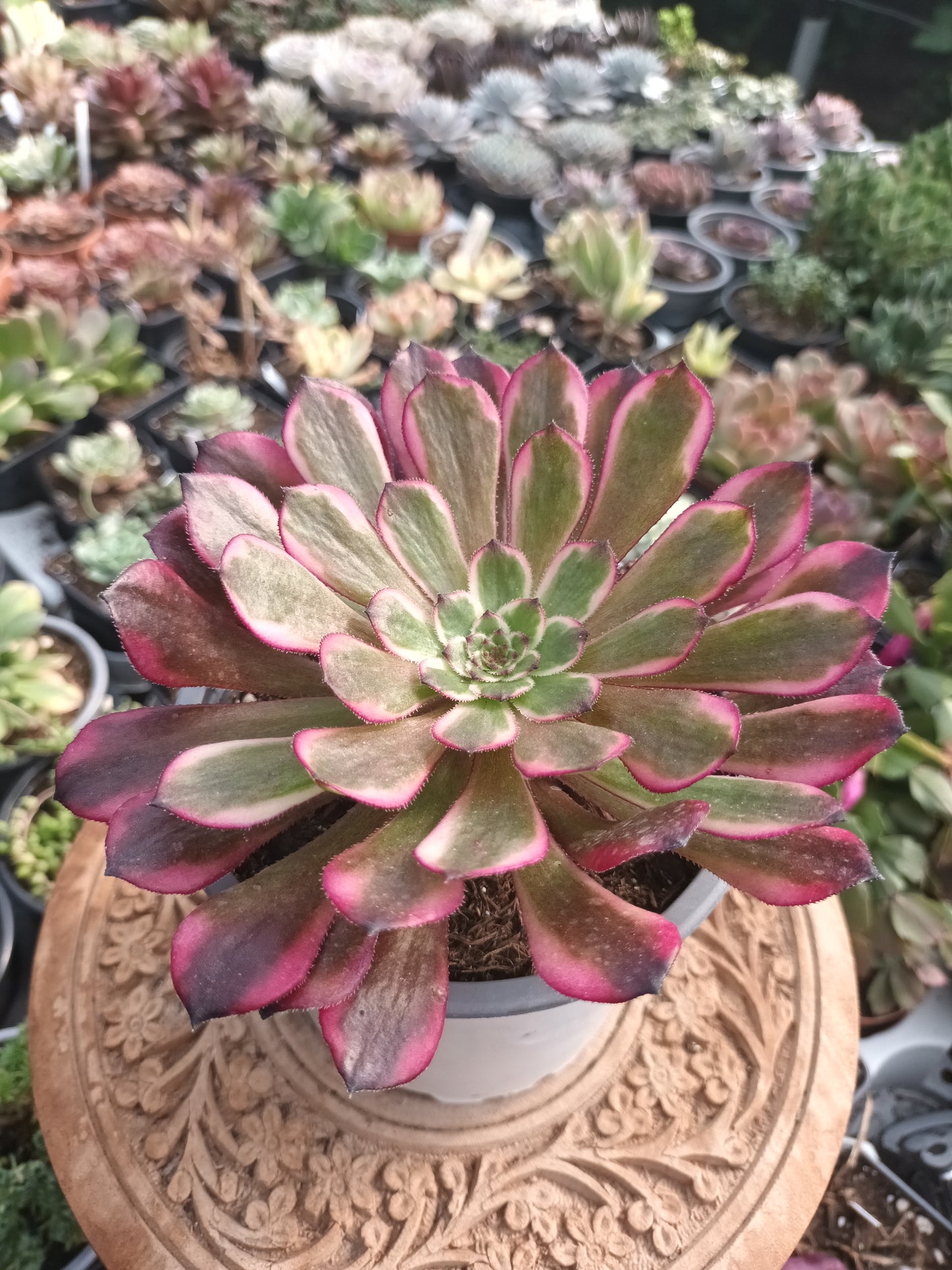 Aeonium sparks