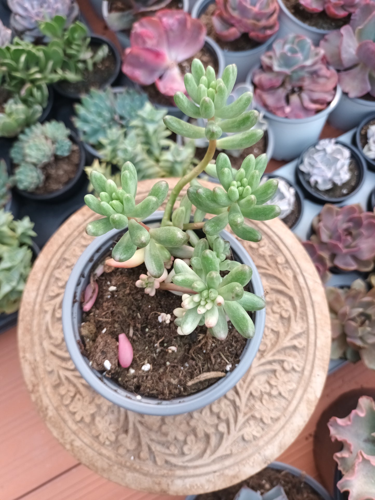 Sedum Rubroticum Aurora