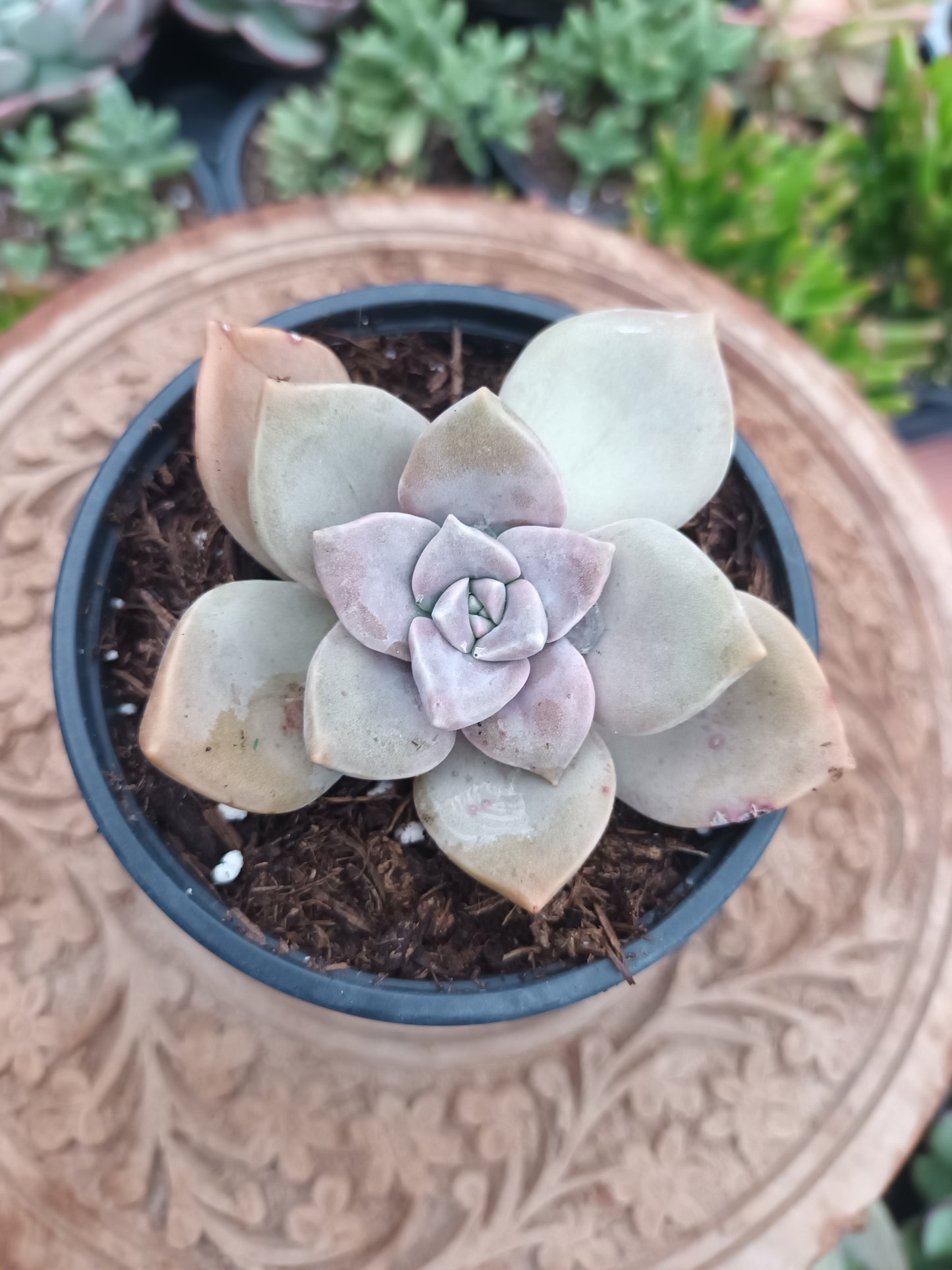 Graptoveria purple delight