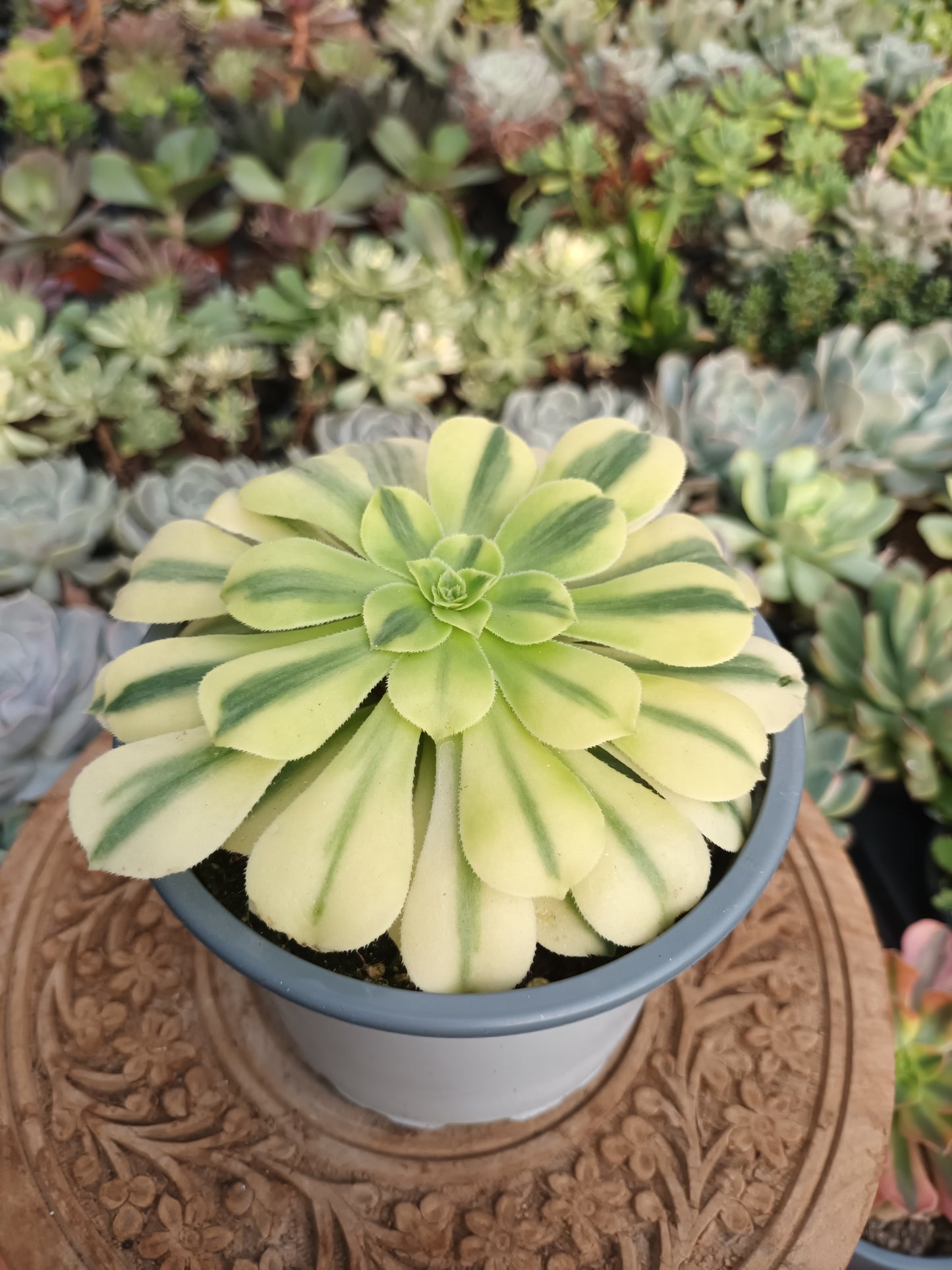 Aeonium Golden Jade Variegata