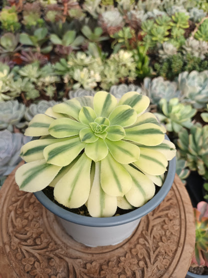 Aeonium Golden Jade Variegata