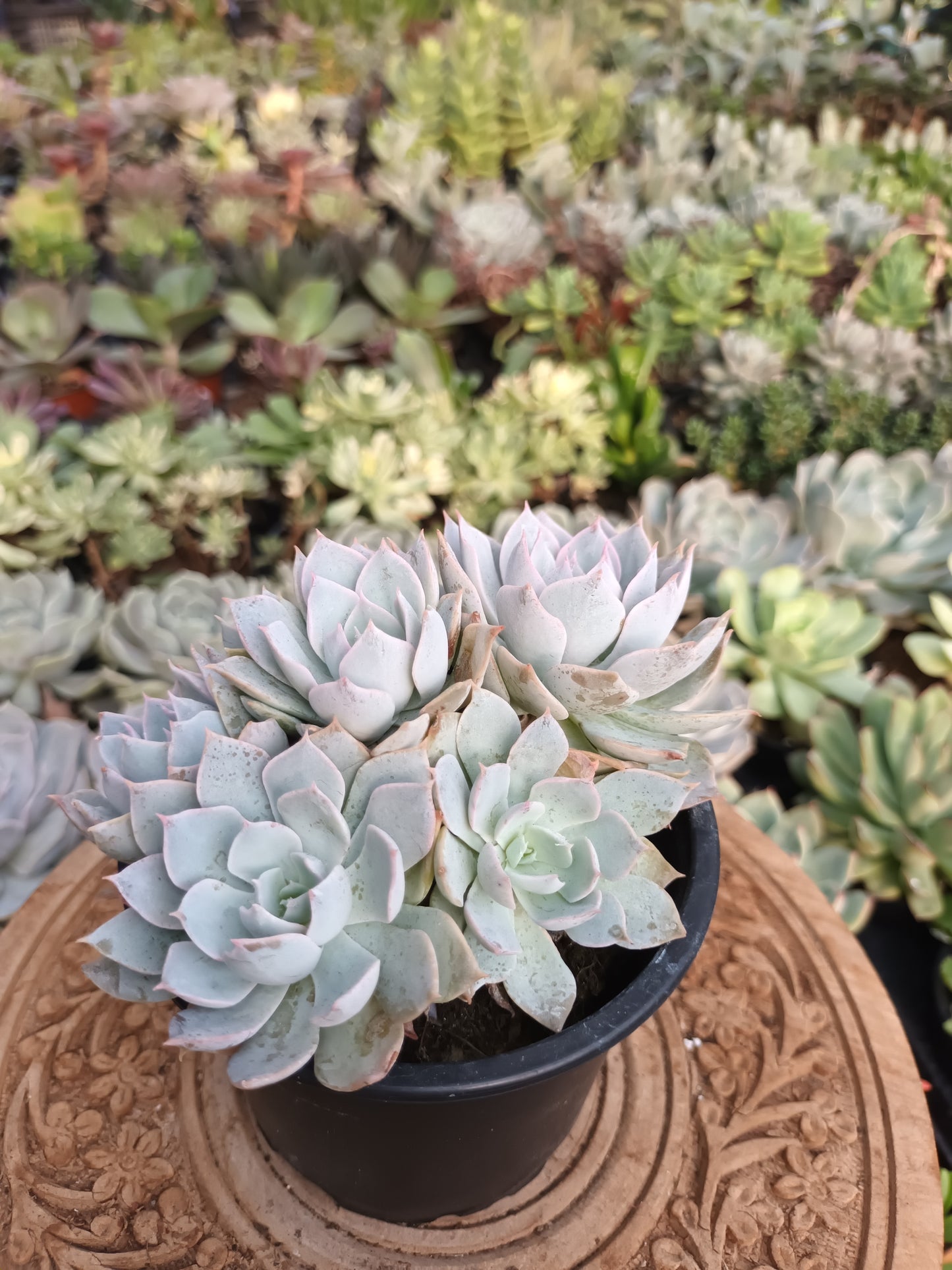 Echeveria canadian