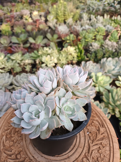 Echeveria canadian