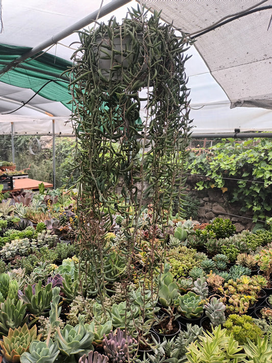 Senecio radicans