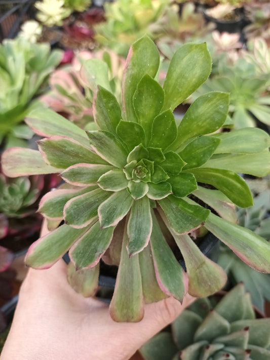 Aeonium Fendai / Fendai middle