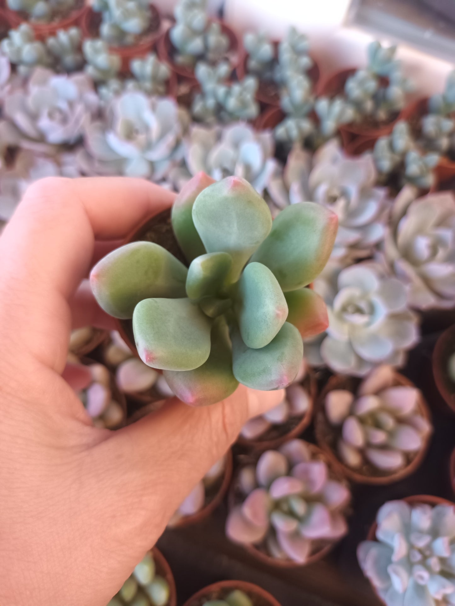 Pachyphytum Dr. Cornelius