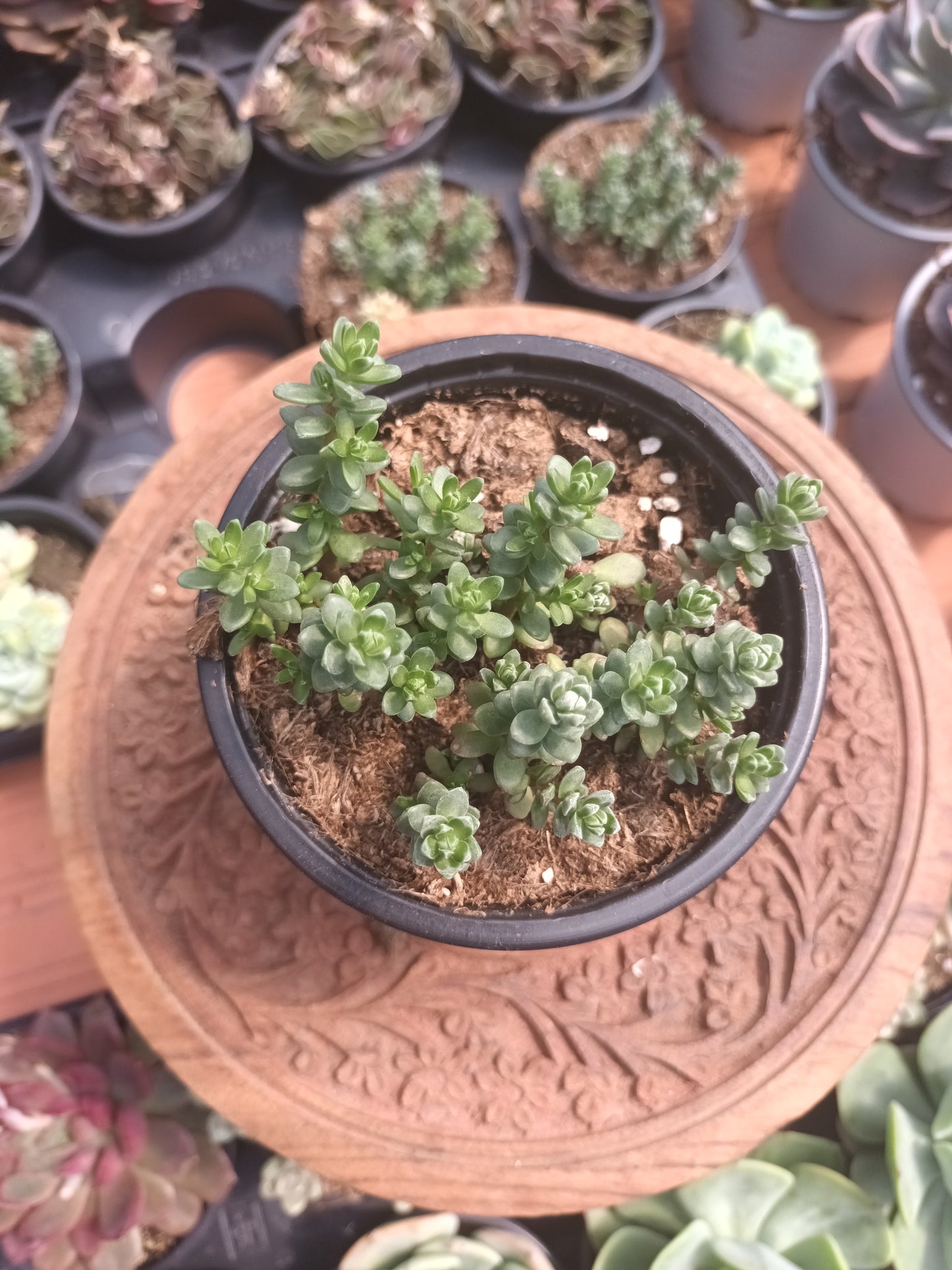 Sedum oaxacanum