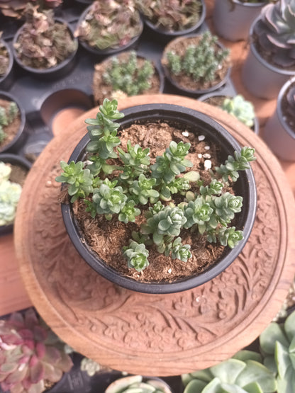 Sedum oaxacanum