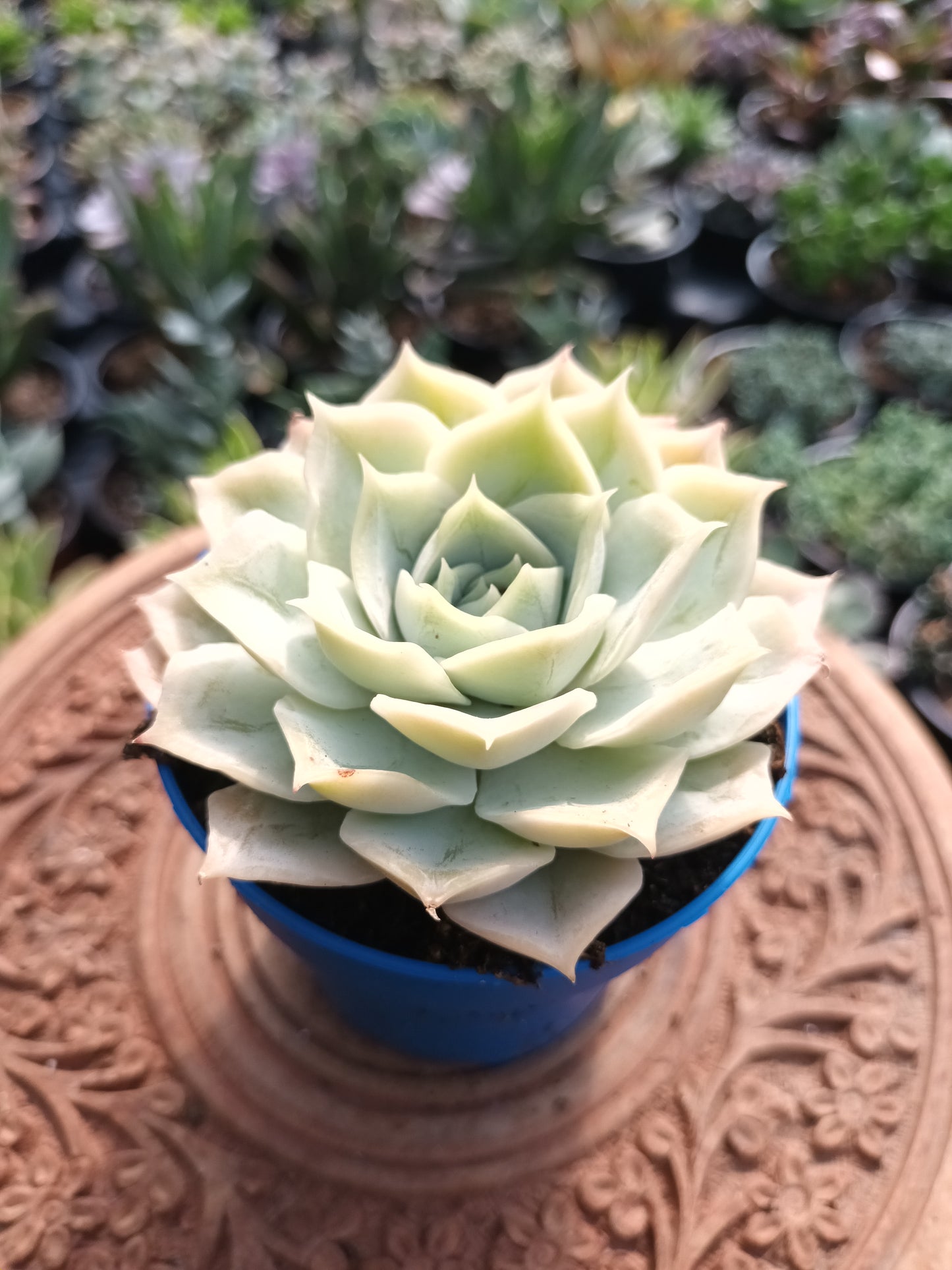 Echeveria 'Kira'