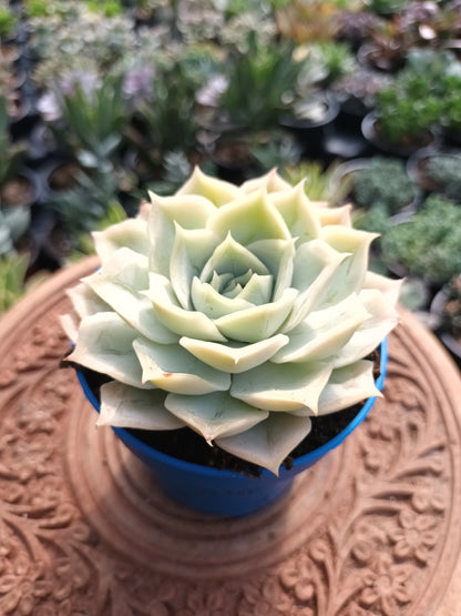 Echeveria 'Kira'