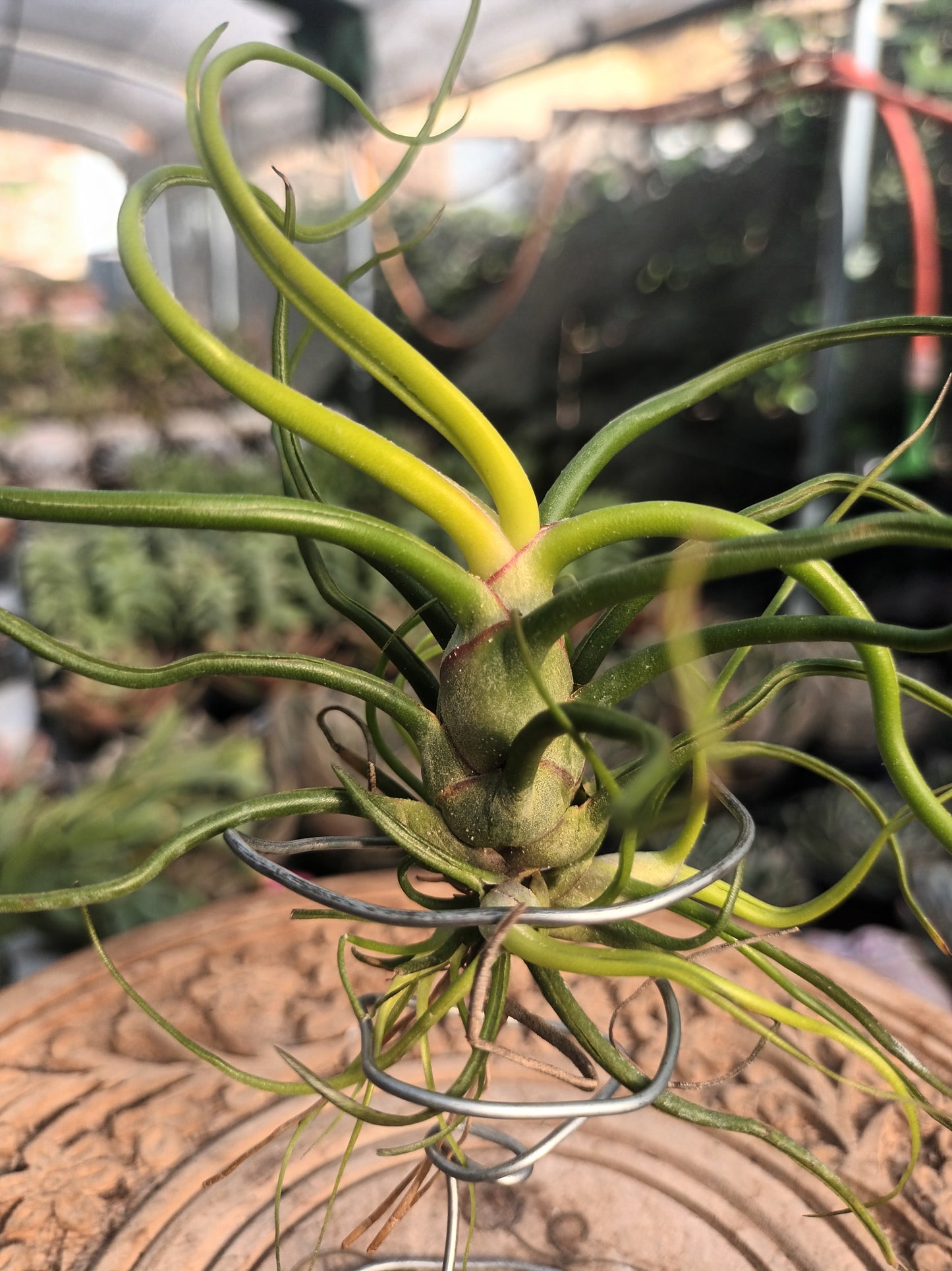 Tillandsia bulbosa - M con hijos