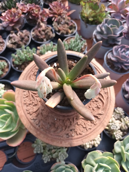 Pachyphytum viride