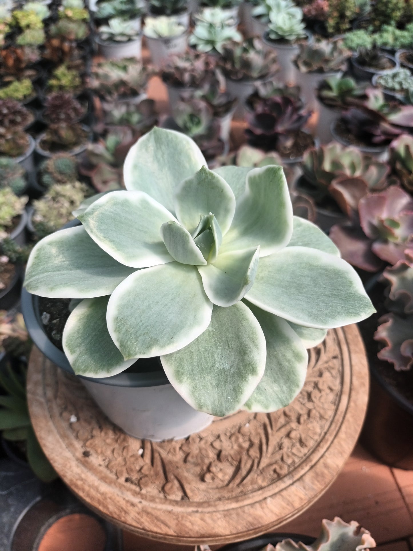 Echeveria lemon rose variegata