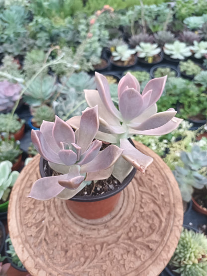 Graptopetalum paraguayense