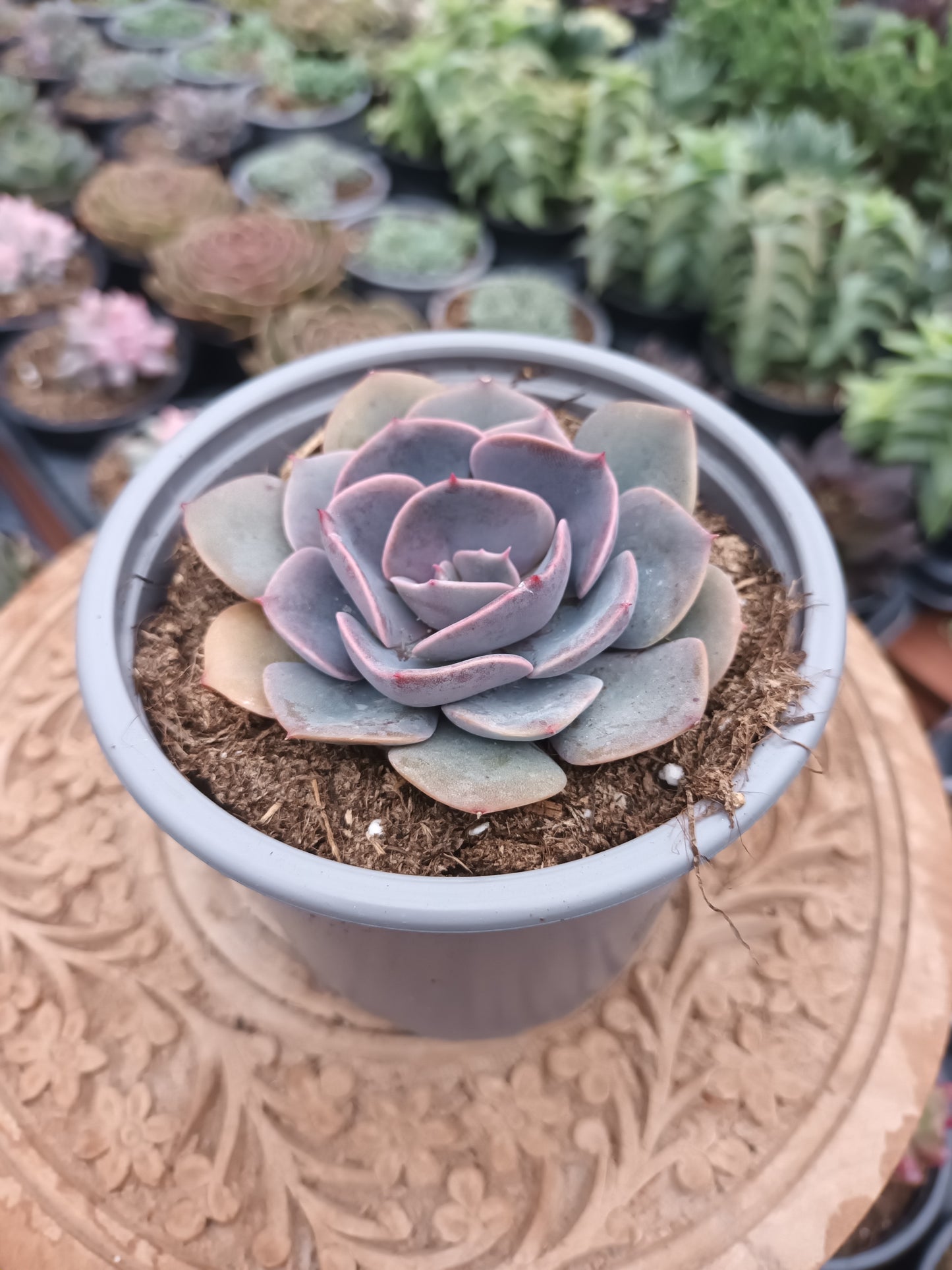 Echeveria Dusty Rose