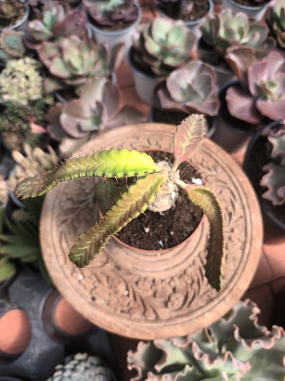 Euphorbia stellata