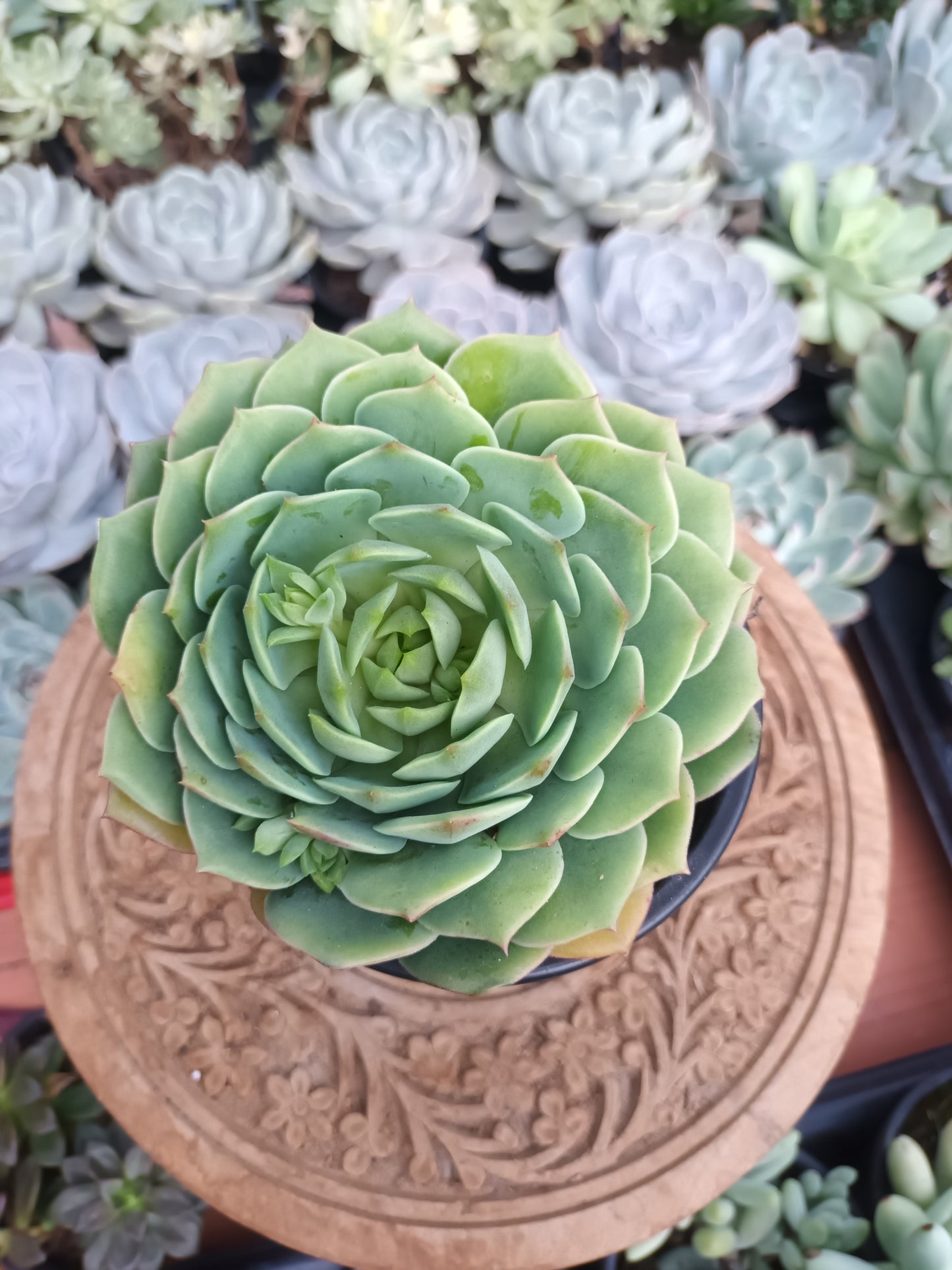 Echeveria 'Ramillete'