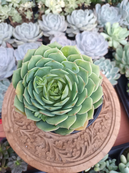 Echeveria 'Ramillete'