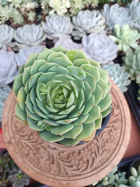 Echeveria 'Ramillete'