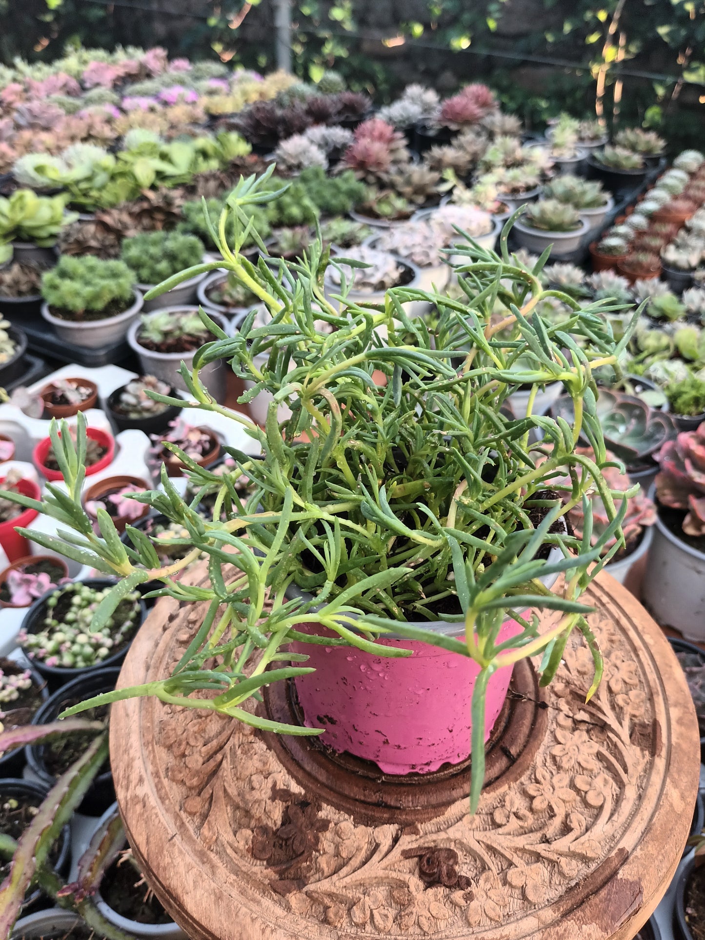 Delosperma spp / Rayito de sol