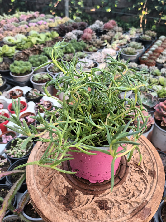 Delosperma spp / Rayito de sol