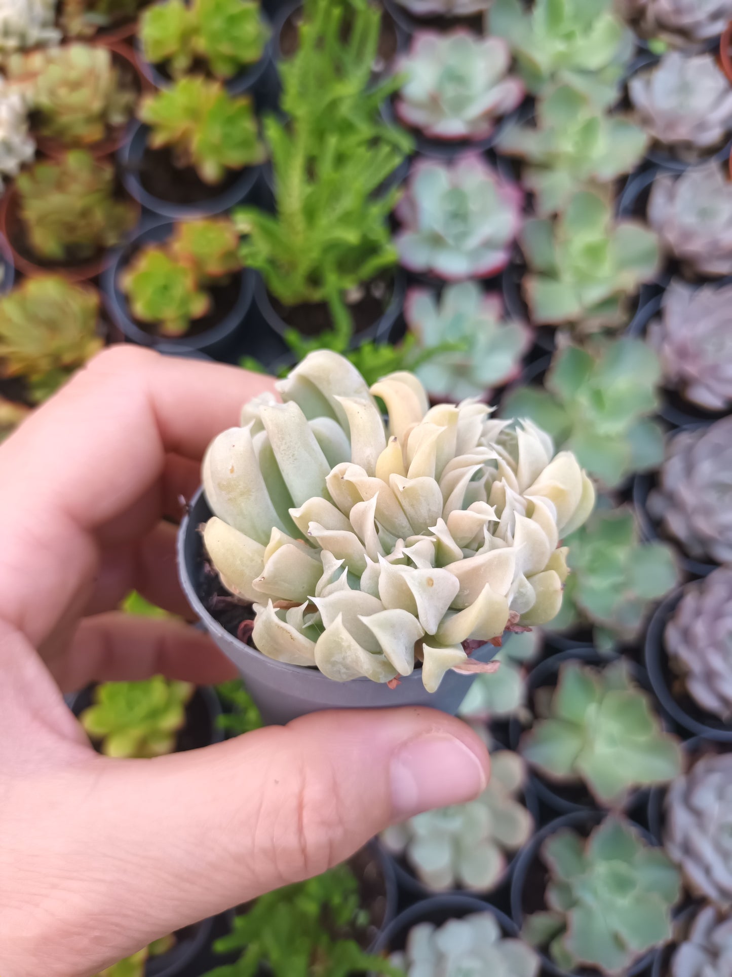 Echeveria runyonii spider cristata
