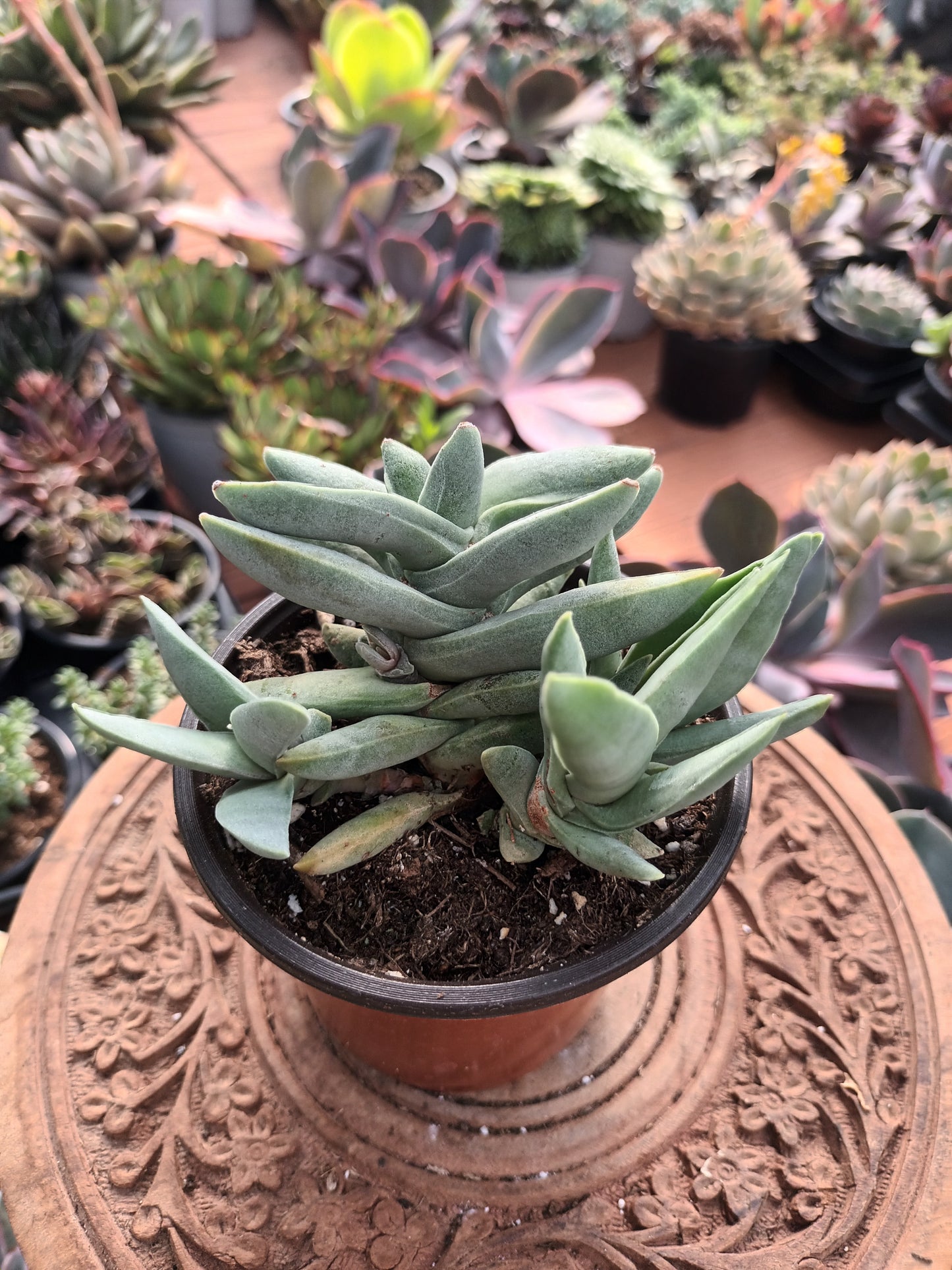 Crassula falcata minor
