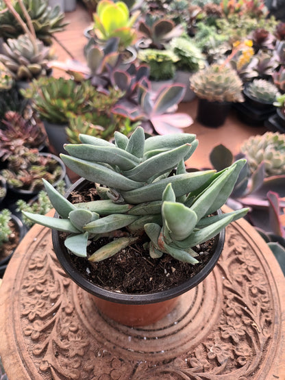 Crassula falcata minor