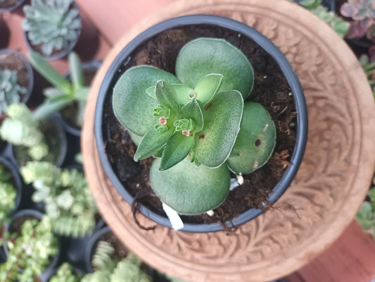 Crassula hemisphaerica