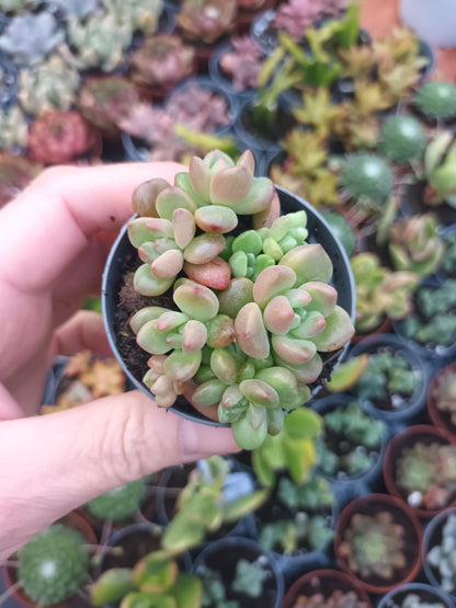 Echeveria vienna