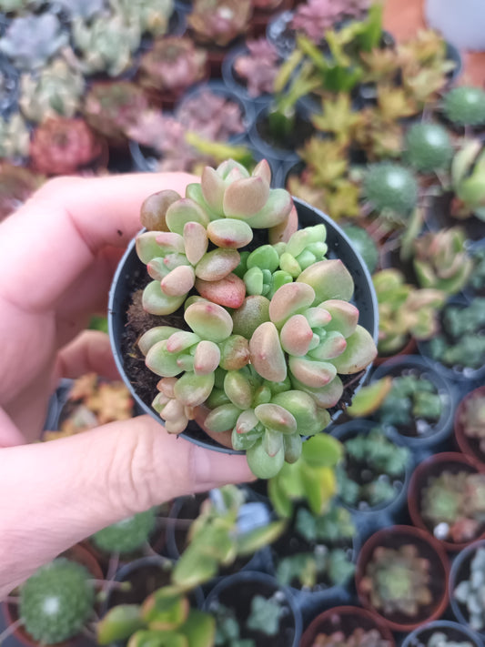 Echeveria vienna