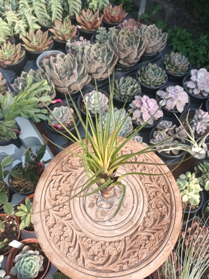 Tillandsia tricolor
