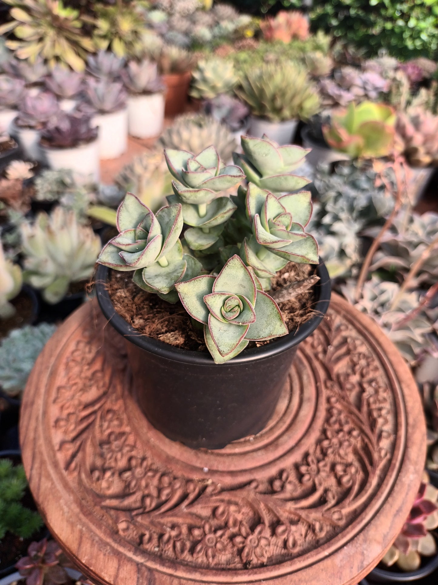 Crassula perforata 'giant form'
